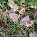 Crocuses  by 365projectorgjoworboys