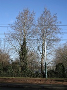 30th Jan 2023 - Trees and Tramlines