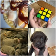 5th Feb 2023 - Puzzles & Puppy