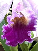 11th Feb 2023 - Frilly orchid 