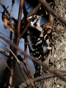 11th Feb 2023 - Downy woodpecker 
