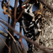 Downy woodpecker  by rminer