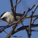 Black-capped chickadee by rminer