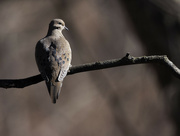 11th Feb 2023 - mourning dove