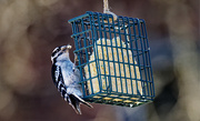 11th Feb 2023 - downy woodpecker enjoying some suet