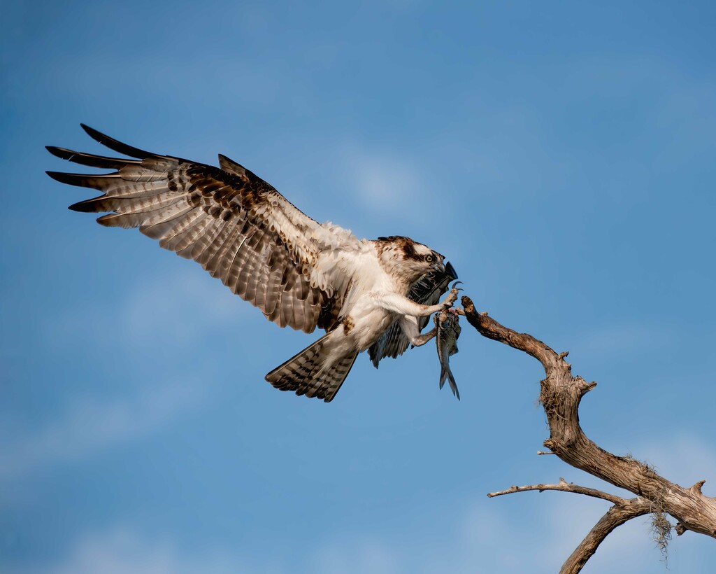 I just love watching Osprey! by photographycrazy