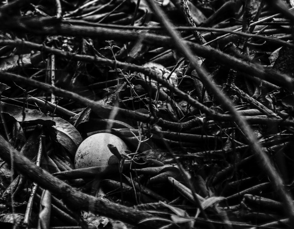 Ping Pong Ball in the Rhody by randystreat