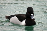 7th Feb 2023 - ring-necked duck