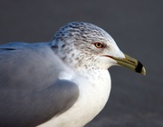 8th Feb 2023 - ring-billed gull
