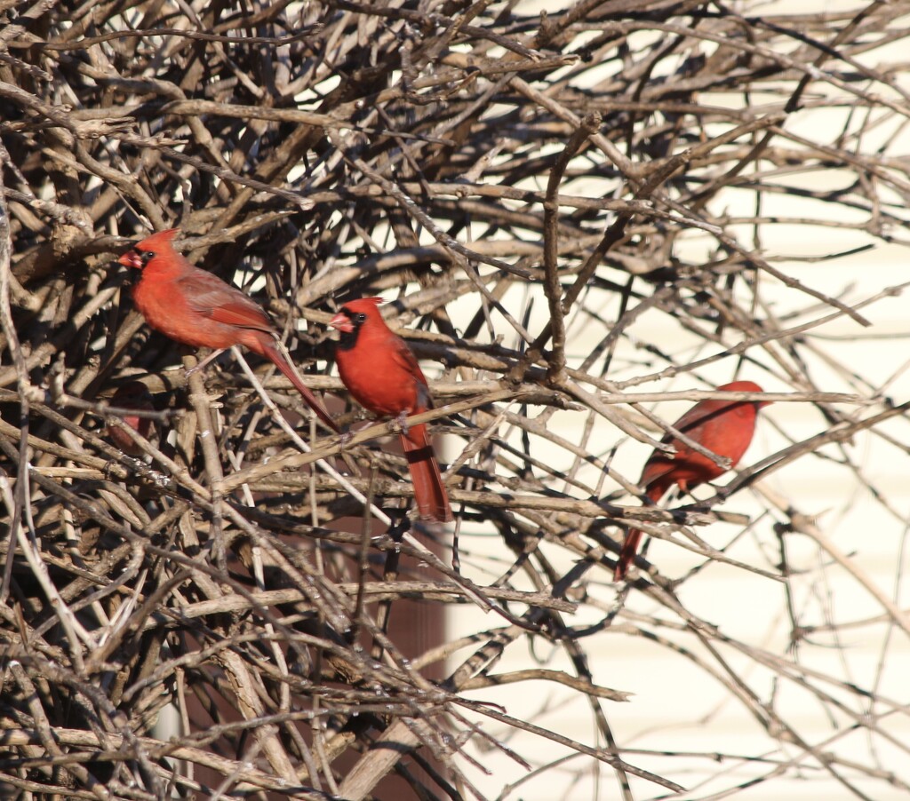 Cardinals     by essiesue