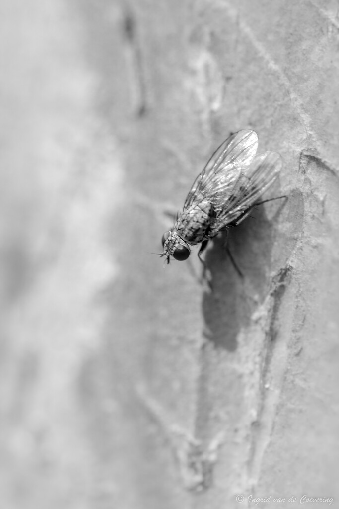 Tiny fly by ingrid01