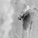 Tiny fly by ingrid01