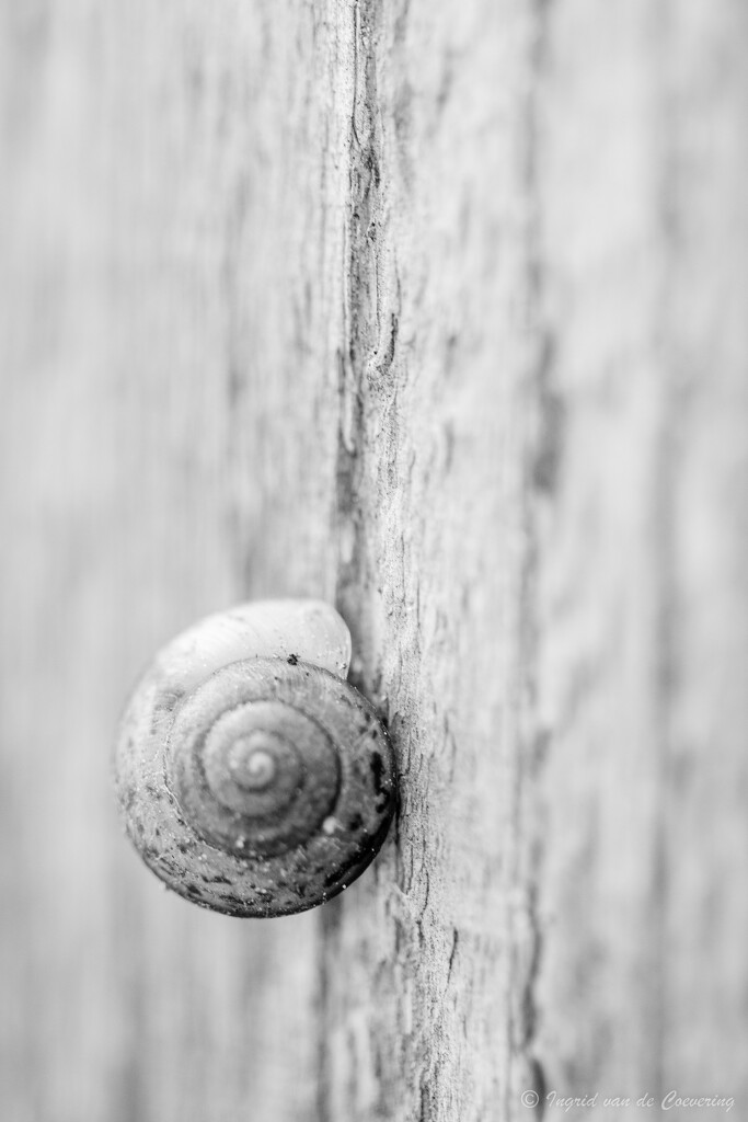 snail by ingrid01