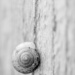 snail by ingrid01