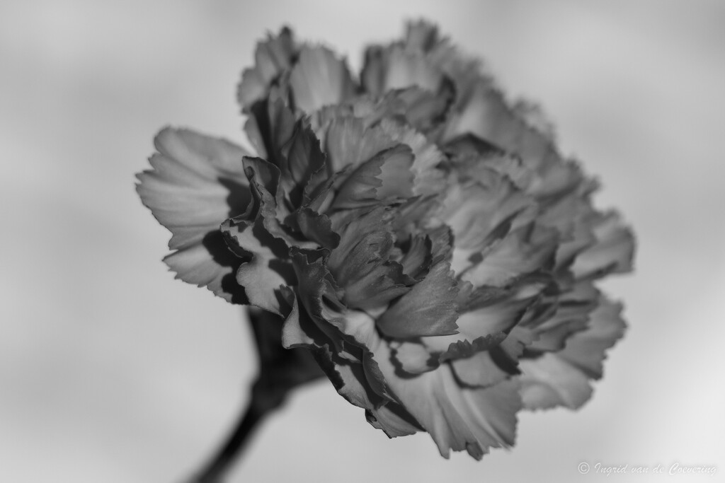 Dianthus? by ingrid01