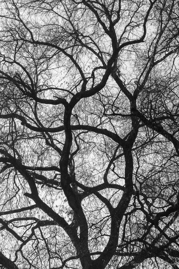 Bare tree by ingrid01