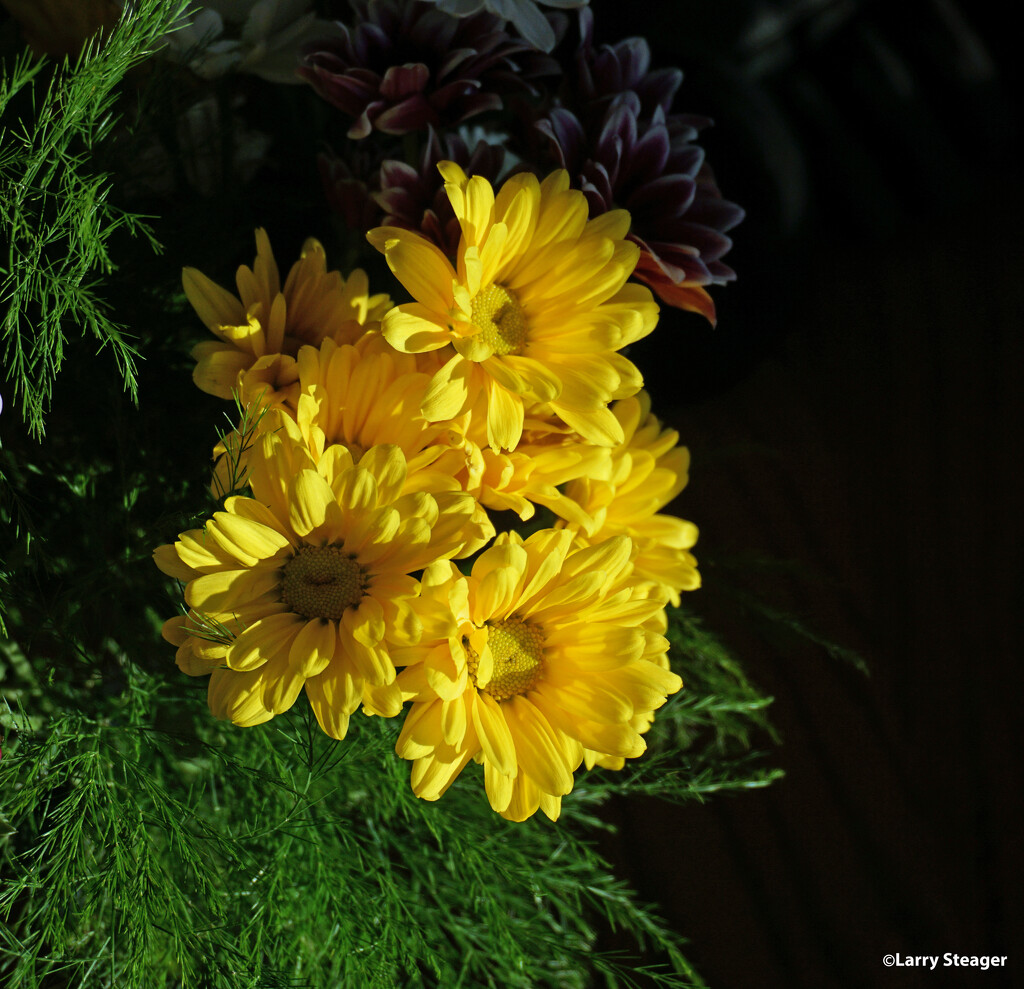 Yellow daisies by larrysphotos