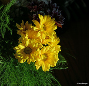 11th Feb 2023 - Yellow daisies