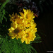 Yellow daisies by larrysphotos