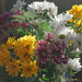 Bouquet of daisies 1 by larrysphotos
