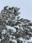 12th Feb 2023 - February pine