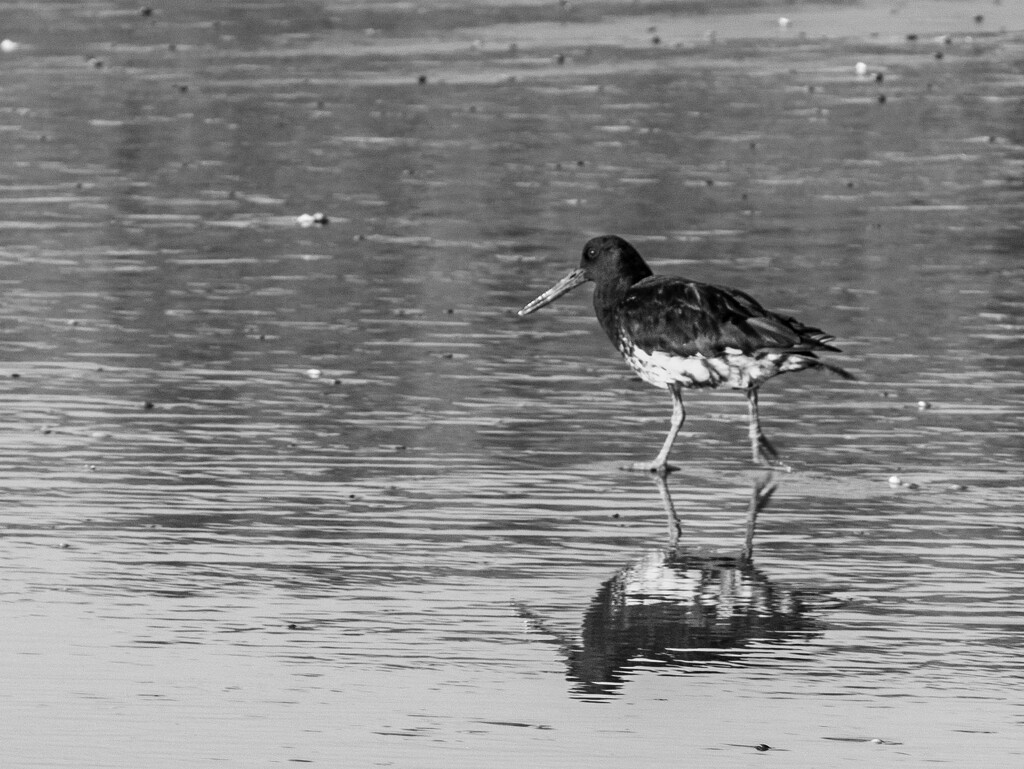Variable oyster catcher by christinav