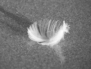11th Feb 2023 - Light as a feather