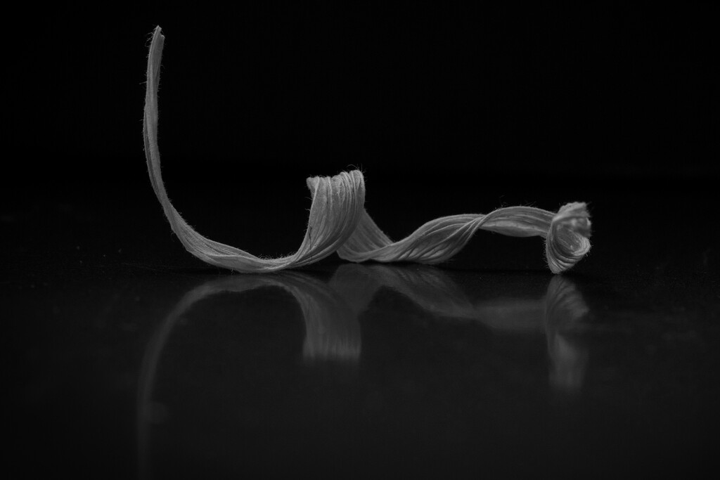 Twirl by dkbarnett
