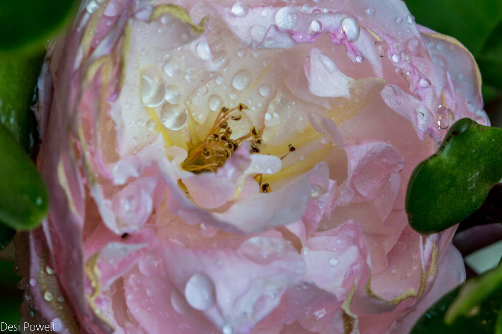 Rose amongst the spekboom by seacreature