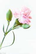 6th Feb 2023 - Miniature Carnation