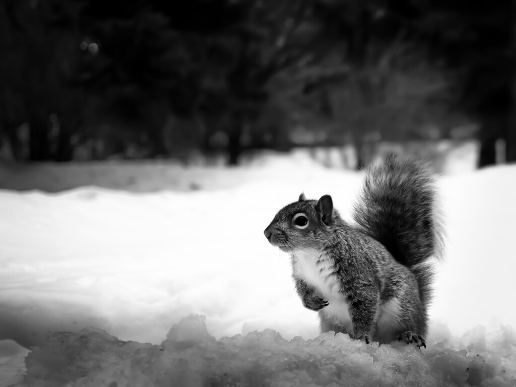 the squirrel by northy