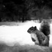 the squirrel by northy