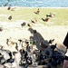 Feeding the birds by sandlily