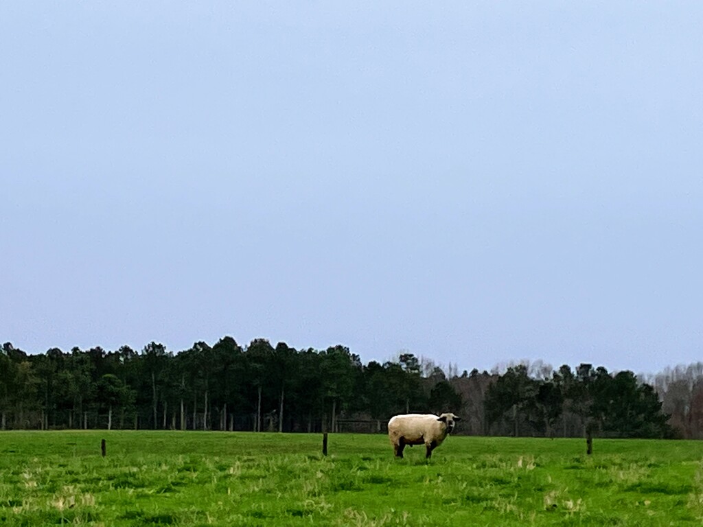 UGA Sheep  by gratitudeyear
