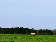 12th Feb 2023 - UGA Sheep 