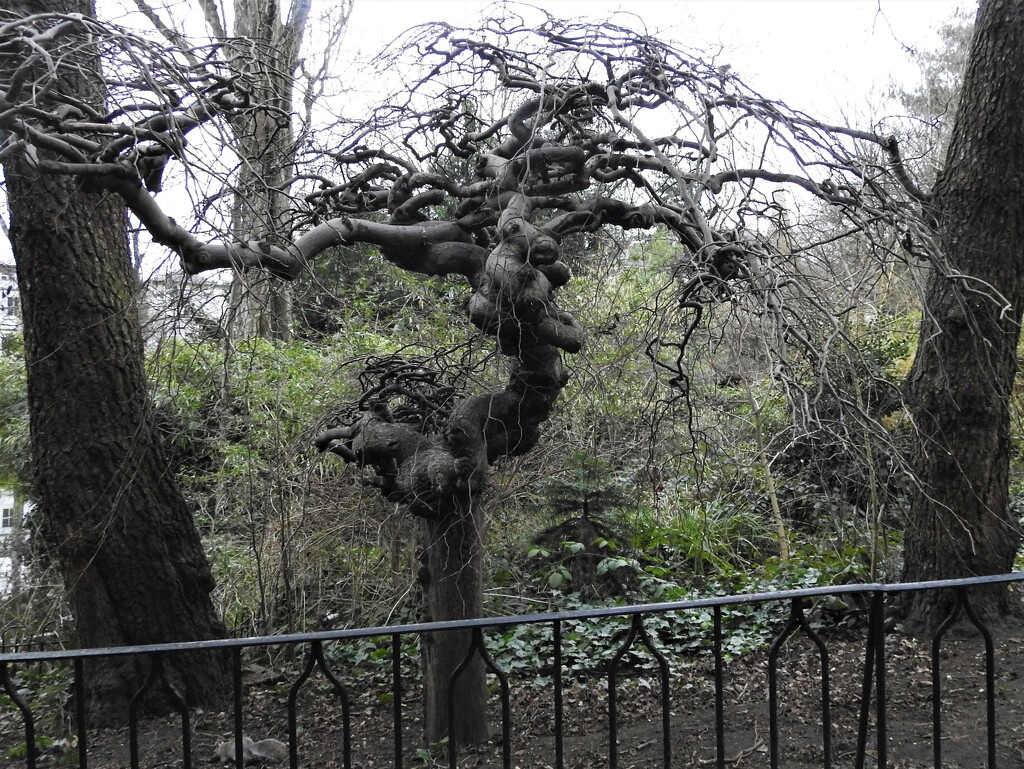 Twisted Tree by oldjosh
