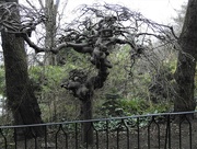 4th Feb 2023 - Twisted Tree