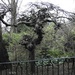 Twisted Tree by oldjosh
