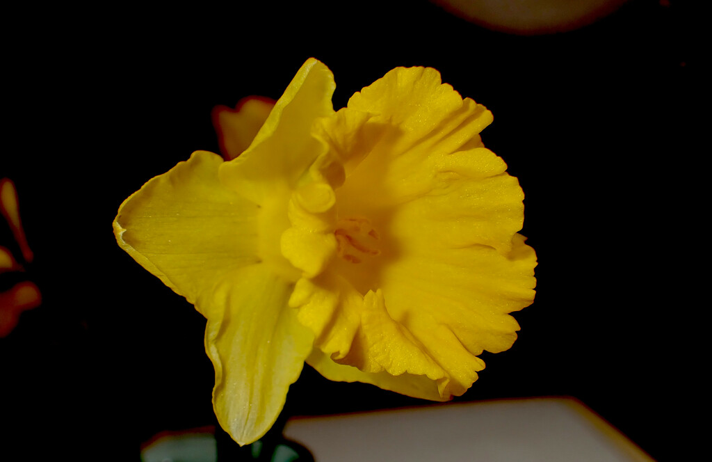 Daffodil by speedwell