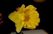 10th Feb 2023 - Daffodil