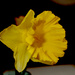 Daffodil by speedwell