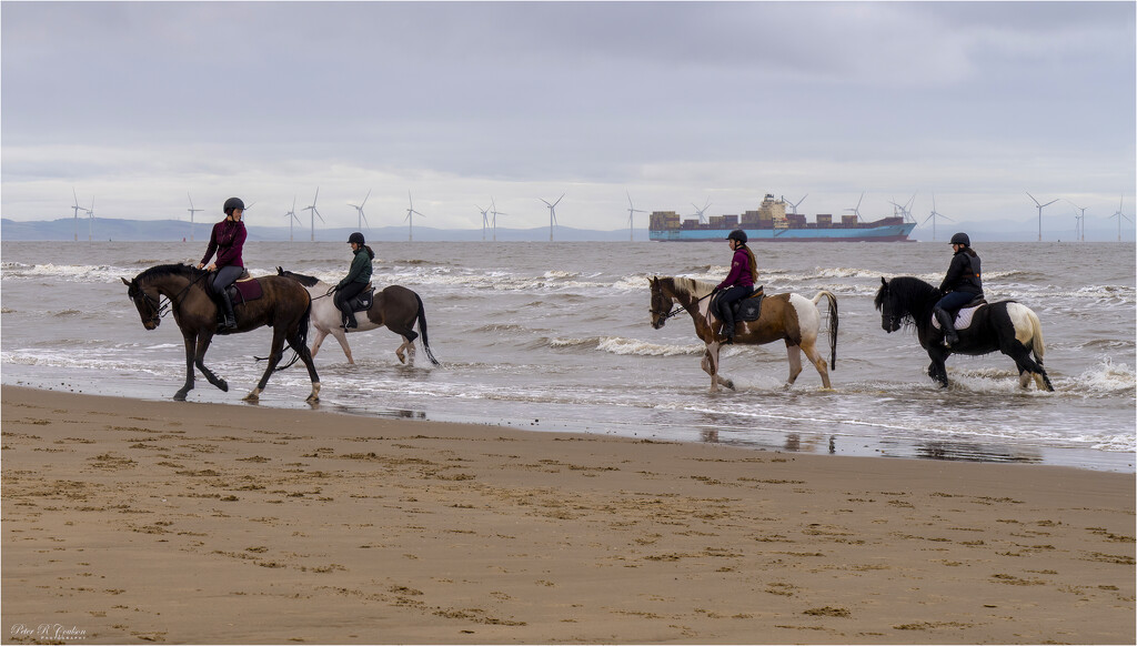 Horses having a paddle by pcoulson