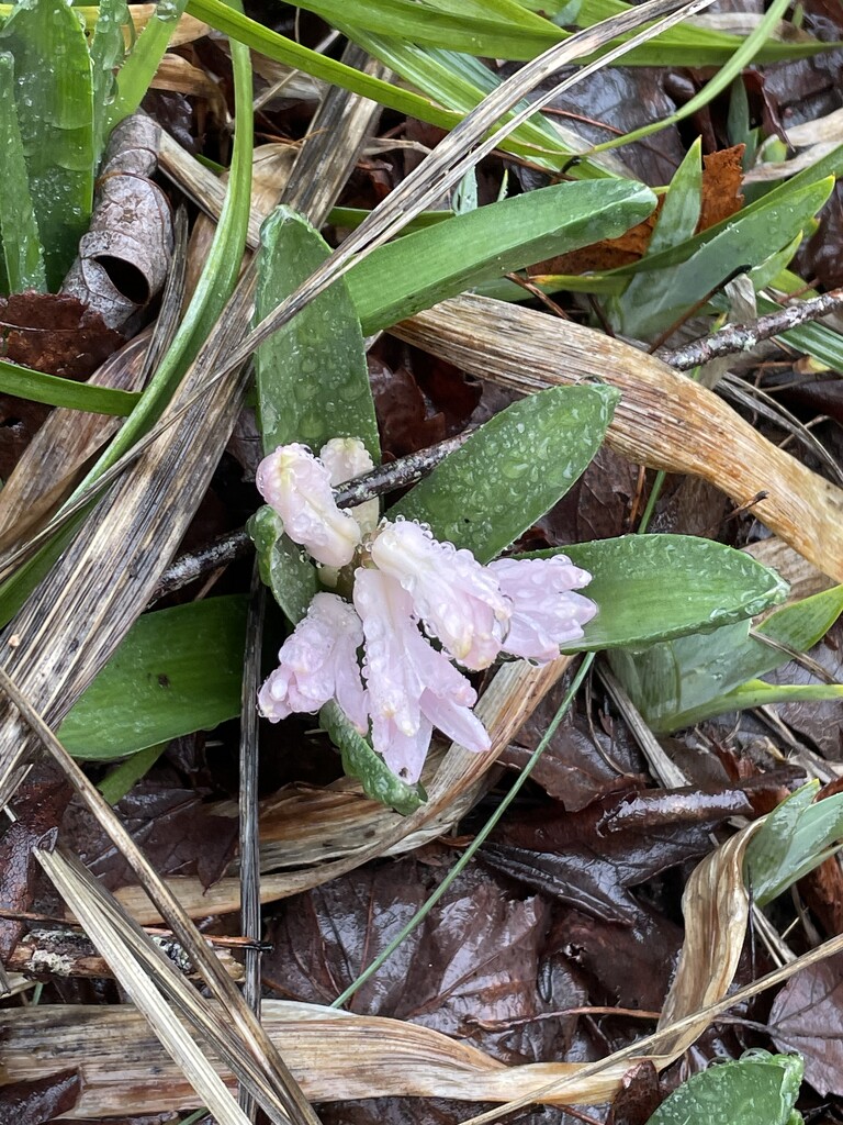 Pink hyacinth  by homeschoolmom