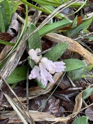 12th Feb 2023 - Pink hyacinth 