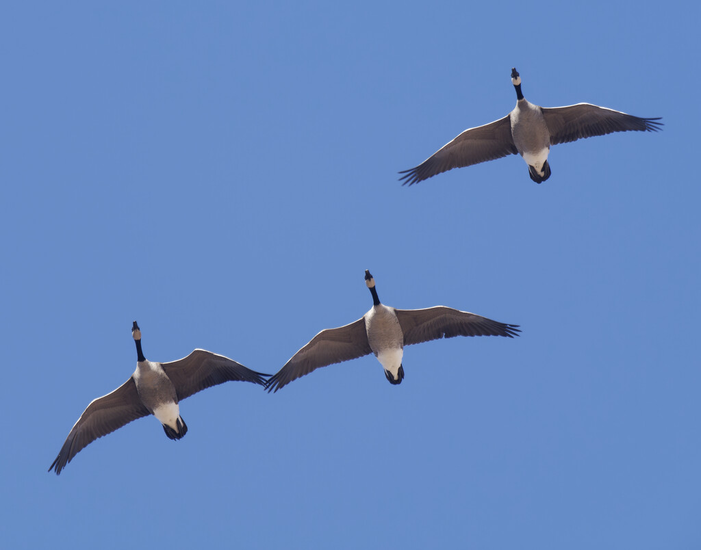 Canada geese  by rminer