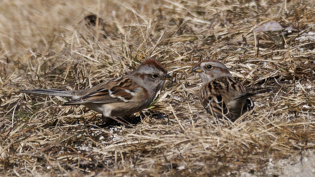 American tree sparrows by rminer