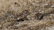 12th Feb 2023 - American tree sparrows