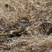 American tree sparrows by rminer