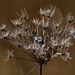 Queen Anne's Lace by rminer