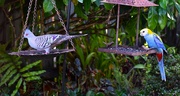 13th Feb 2023 - Crested Pigeon & the Pale - headed Rosella ~